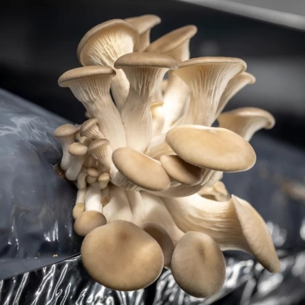 Prêt à Pousser, le kit pour faire pousser des champignons chez soi - Julia  et Max