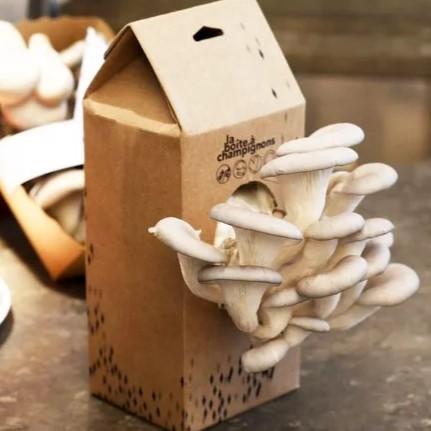 Boite à champignons - Kit prêt à pousser