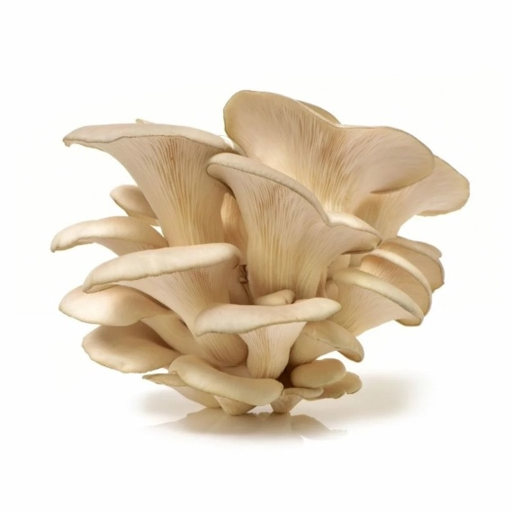 pleurote champignons