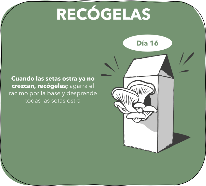 3. Pac S et M recógelas