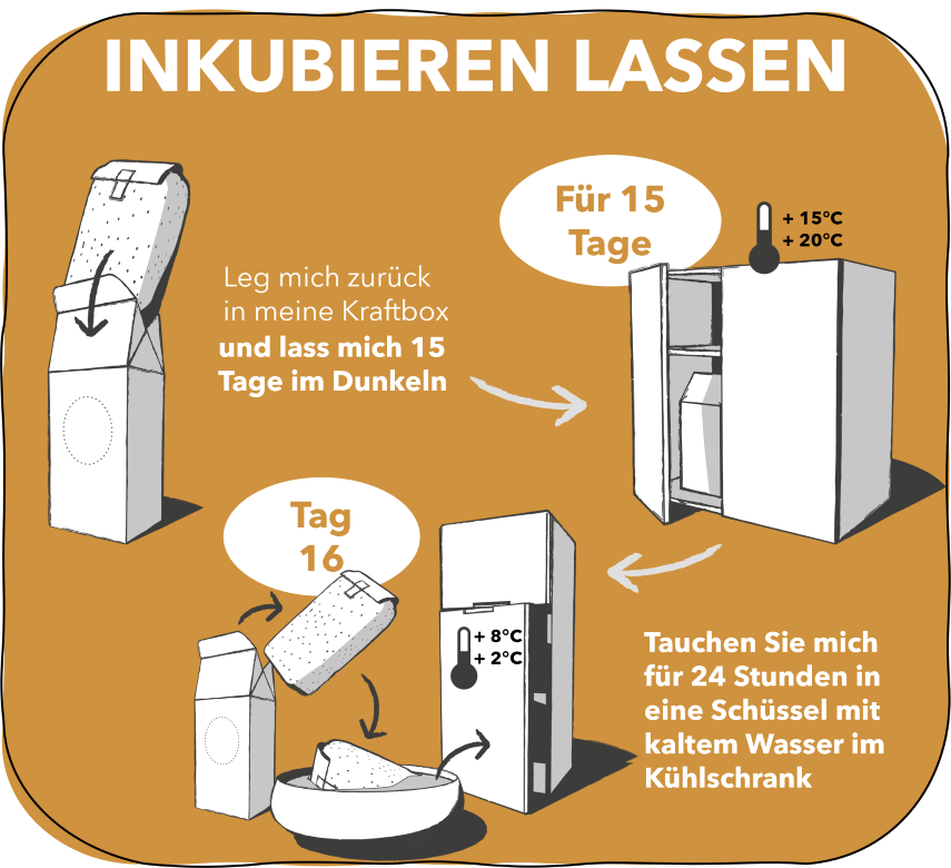 3.INKUBIEREN LASSEN