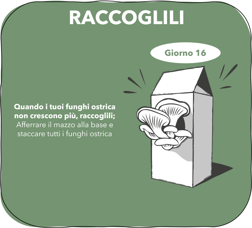 3. Pac s et M RACCOGLILI