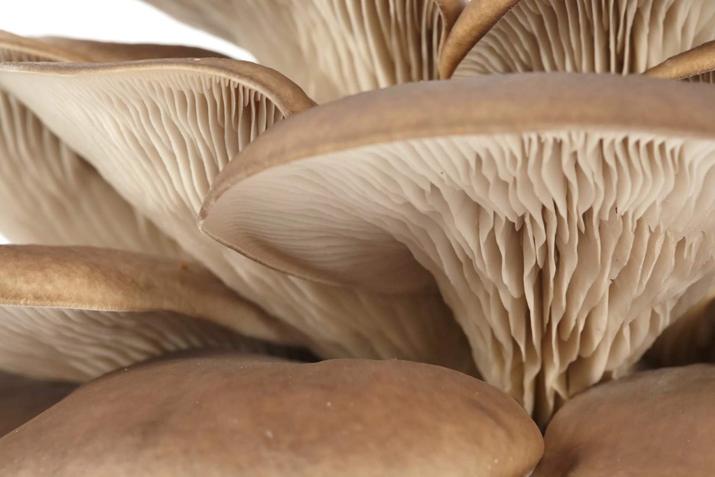 Prêt à Pousser, le kit pour faire pousser des champignons chez soi - Julia  et Max